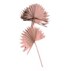 Torkade palmblad - Sun Spear, 55cm, puderrosa, 10-pack