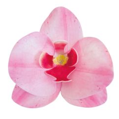 Dekora Ätbara våffelblommor - Rosa Orchid, 10-pack