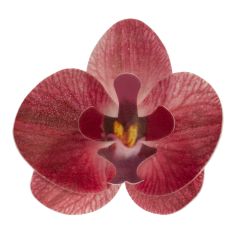 Dekora Ätbara våffelblommor - Burgundy Orchid, 10 st