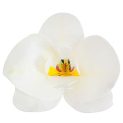Dekora Ätbara våffelblommor - Vit Orkidé, 10 st