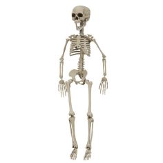  Skelett, Plast, 76cm