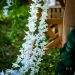  Girlang av blommor - Vita liljor, 1,65 m