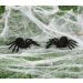  Spindlar - Svart sammet, 10cm, 2-pack