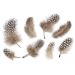  Hjälmpärlhönans fjädrar - Naturbrun, 4g