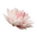 Dekora Ätbar våffelblomma - Dahlia rosa, 12,5 cm
